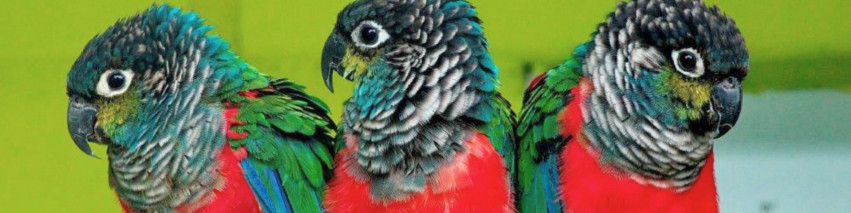 Vogelpark Ambigua